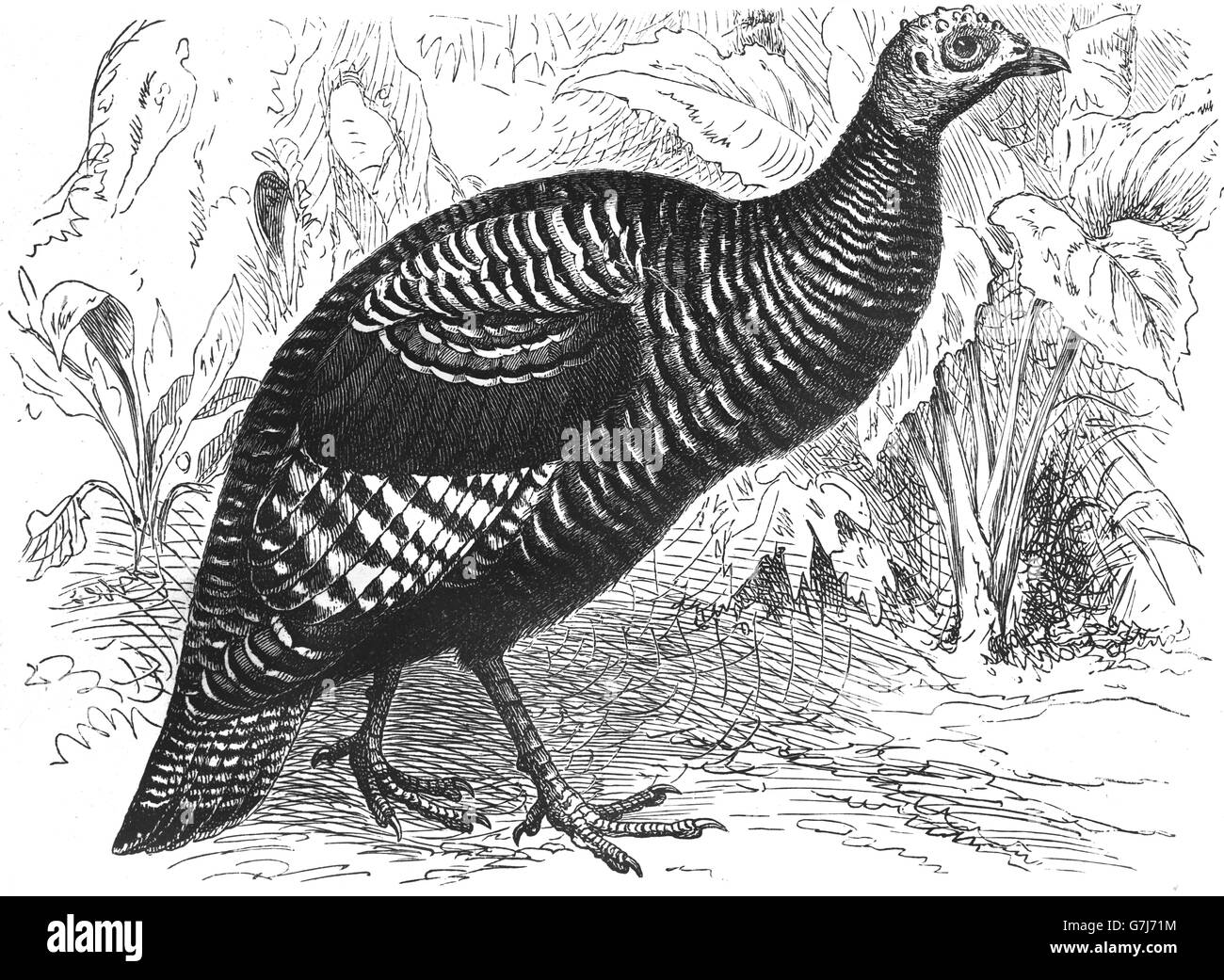 Ocellated turkey, Meleagris ocellata, illustration de livre daté 1904 Banque D'Images