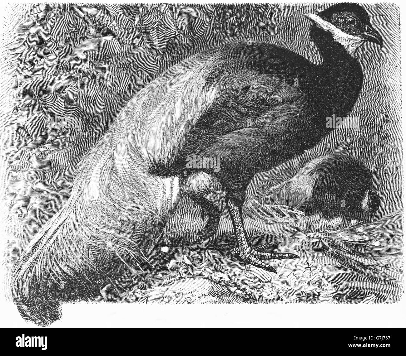 Le faisan commun Phasianus colchicus, pallasi, Galliformes Phasianidae, illustration de livre, datée du 1904 Banque D'Images