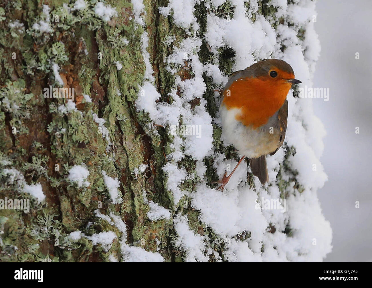 Météo - neige en hiver - Gortin, Irlande du Nord Banque D'Images