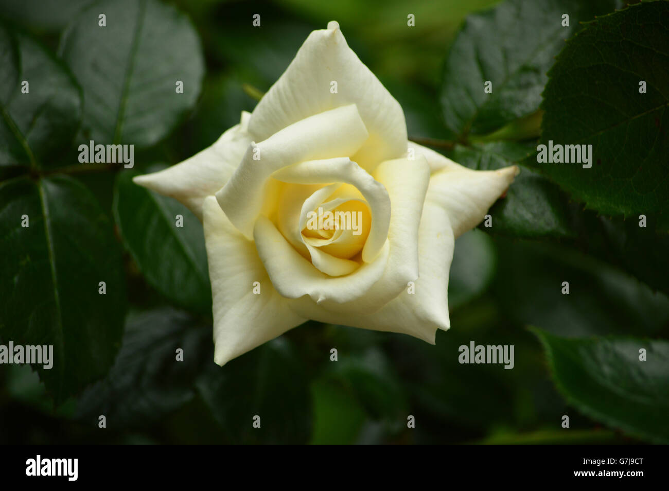 Bush White Rose close-up dans jardin privé Banque D'Images