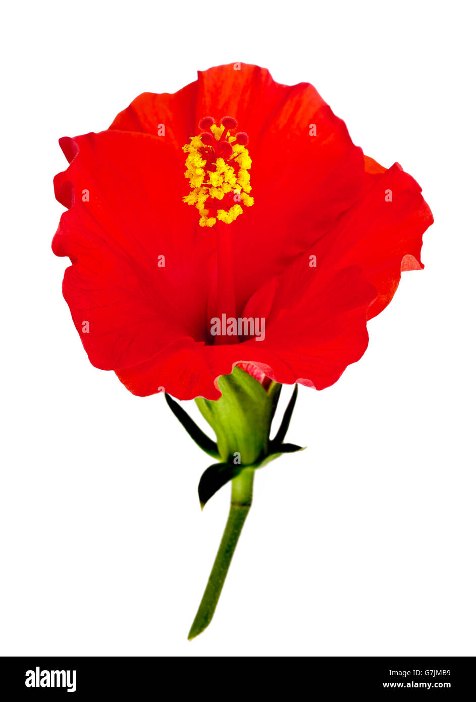 Fleur d'hibiscus rouge isolé sur fond blanc. Banque D'Images Fleur d'hibiscus rouge isolé sur fond blanc. Banque D'Images