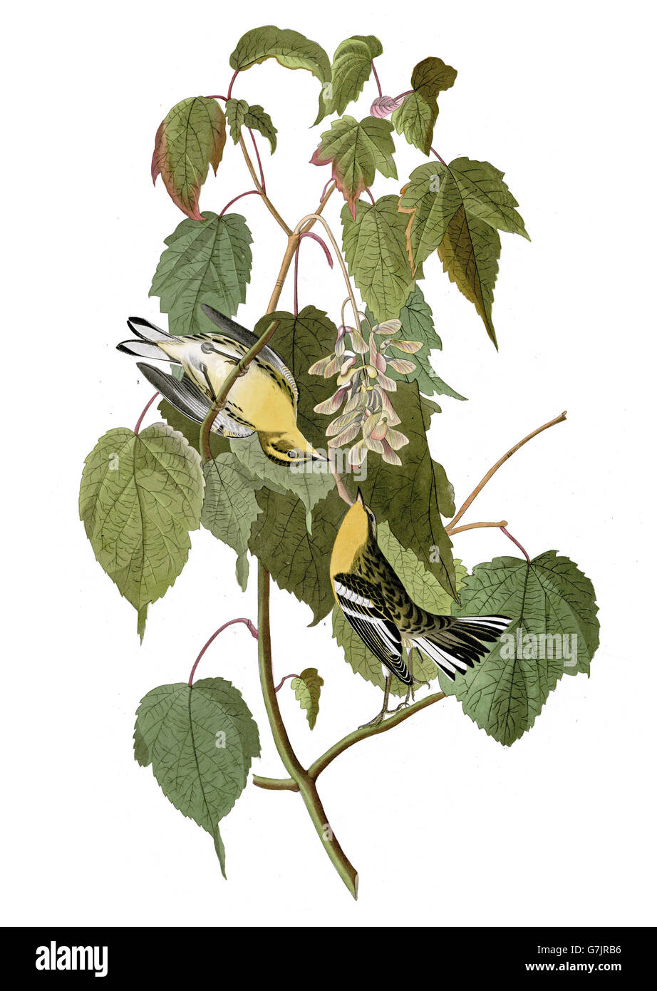 Paruline à gorge orangée, Dendroica fusca, oiseaux, 1827 - 1838 Banque D'Images
