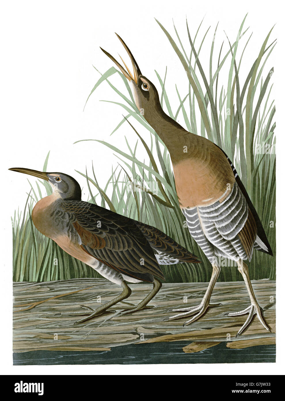 Rallus longirostris, râle gris, les oiseaux, 1827 - 1838 Banque D'Images