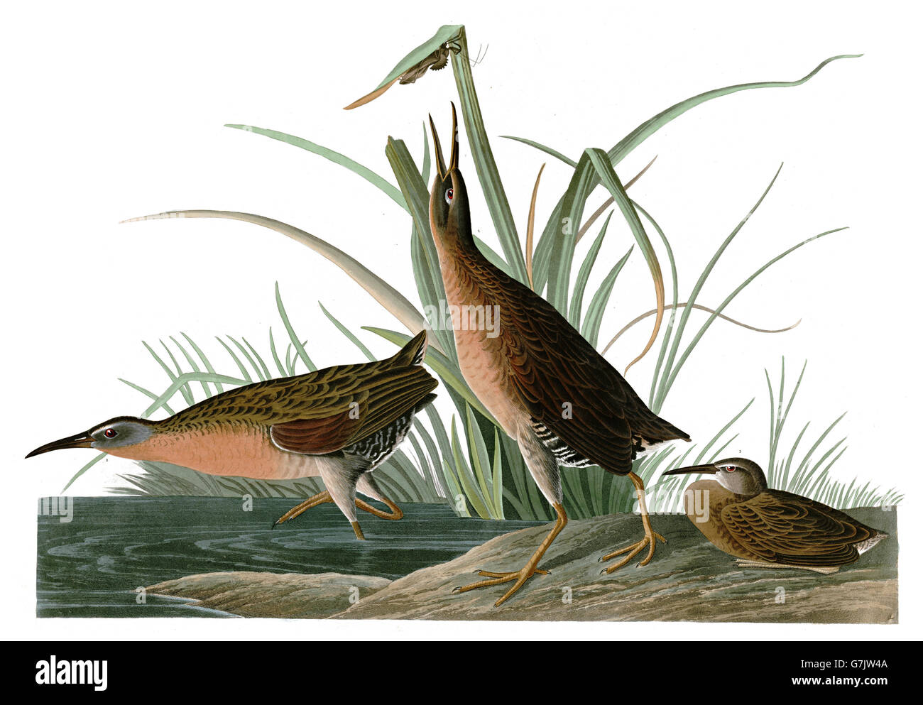 Le Râle de Virginie, Rallus limicola, oiseaux, 1827 - 1838 Banque D'Images