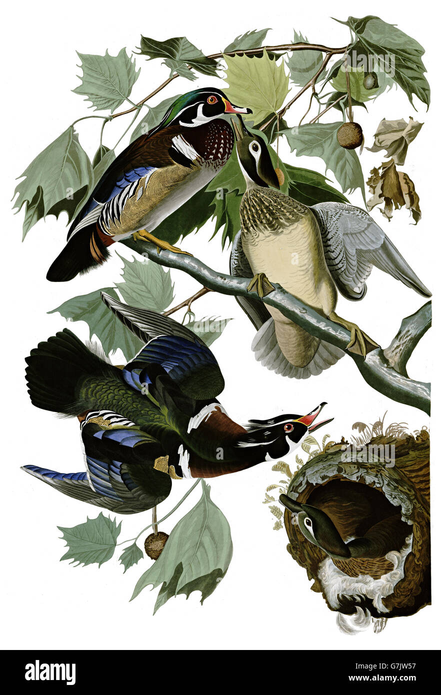 Canard branchu, Aix sponsa, oiseaux, 1827 - 1838 Banque D'Images
