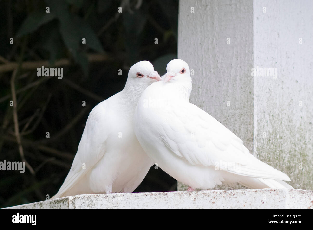 Deux colombes blanches sur une plate-forme en bois Banque D'Images
