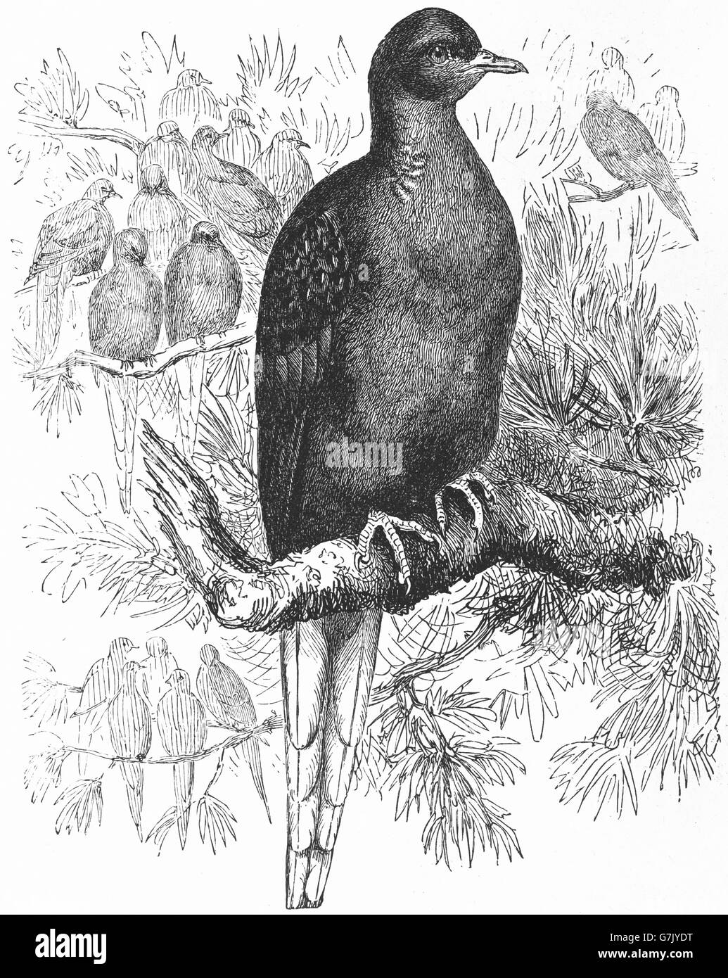 Tourte, pigeon sauvage, Ectopistes migratorius, disparu, de l'illustration du livre 1904 Banque D'Images