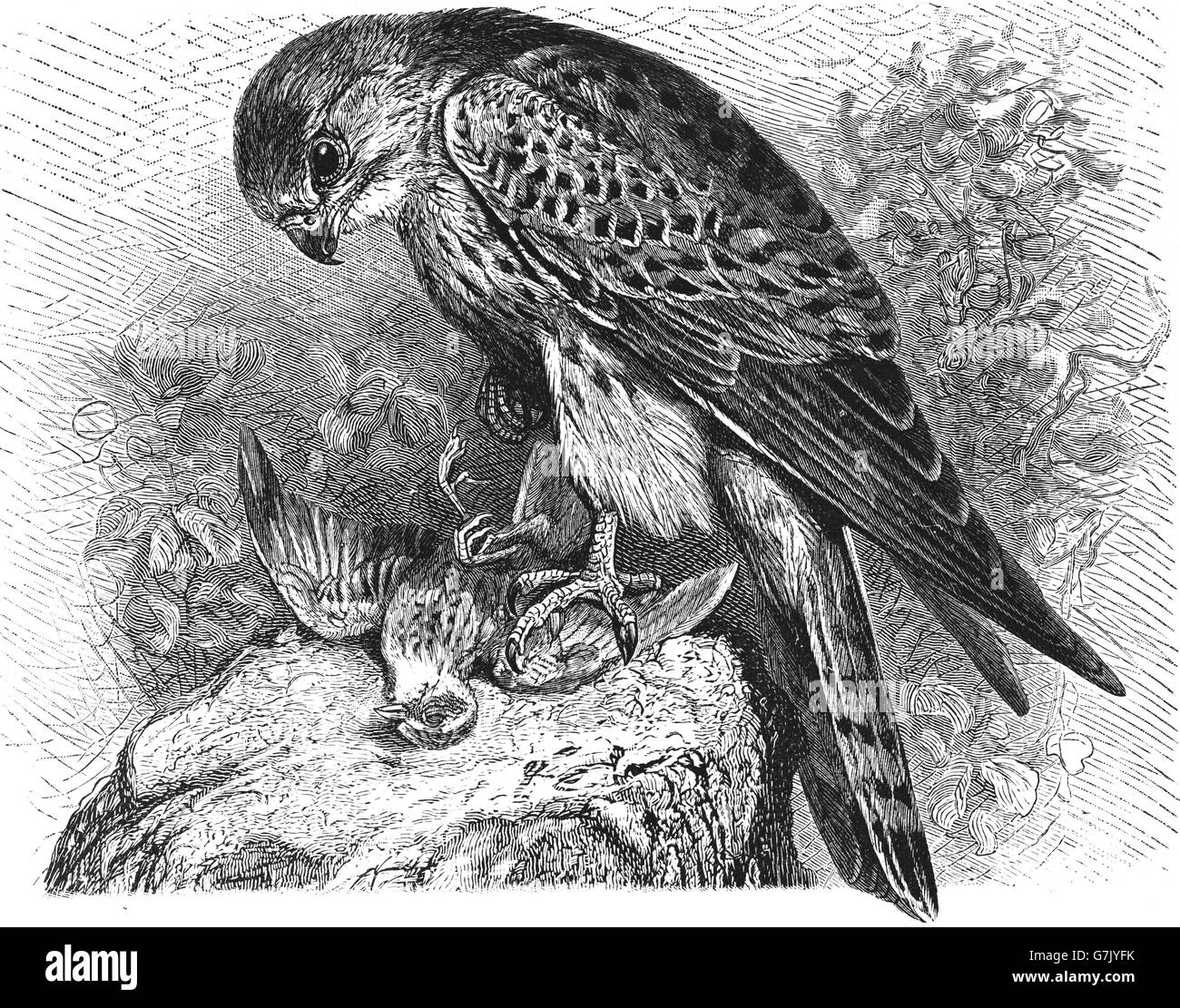 Faucon crécerelle, Falco tinnunculus, illustration de livre daté 1904 Banque D'Images