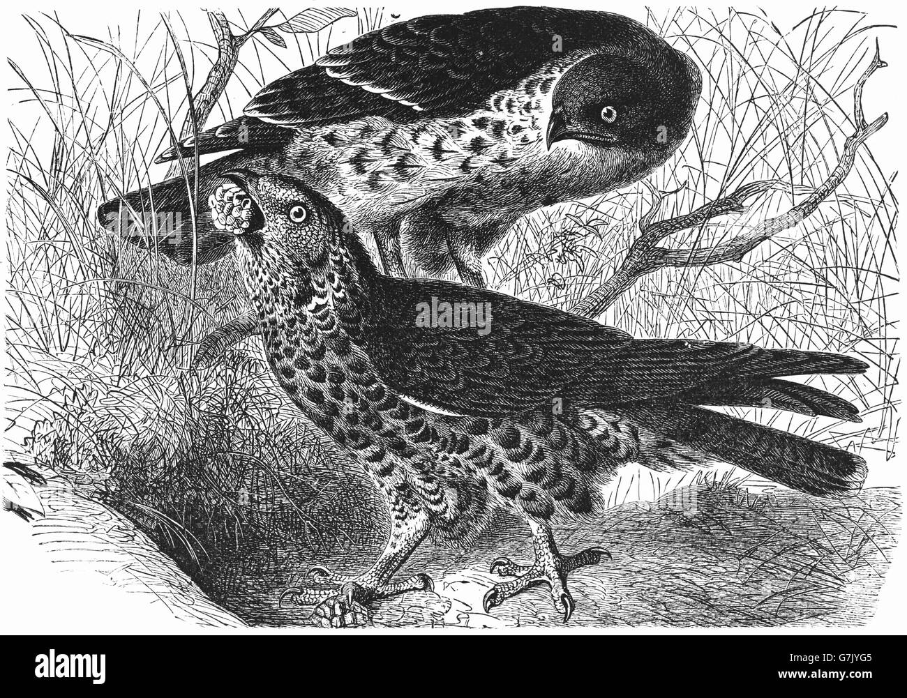 Miel européen, buzzard Pernis apivorus, pern commun, illustration de livre daté 1904 Banque D'Images