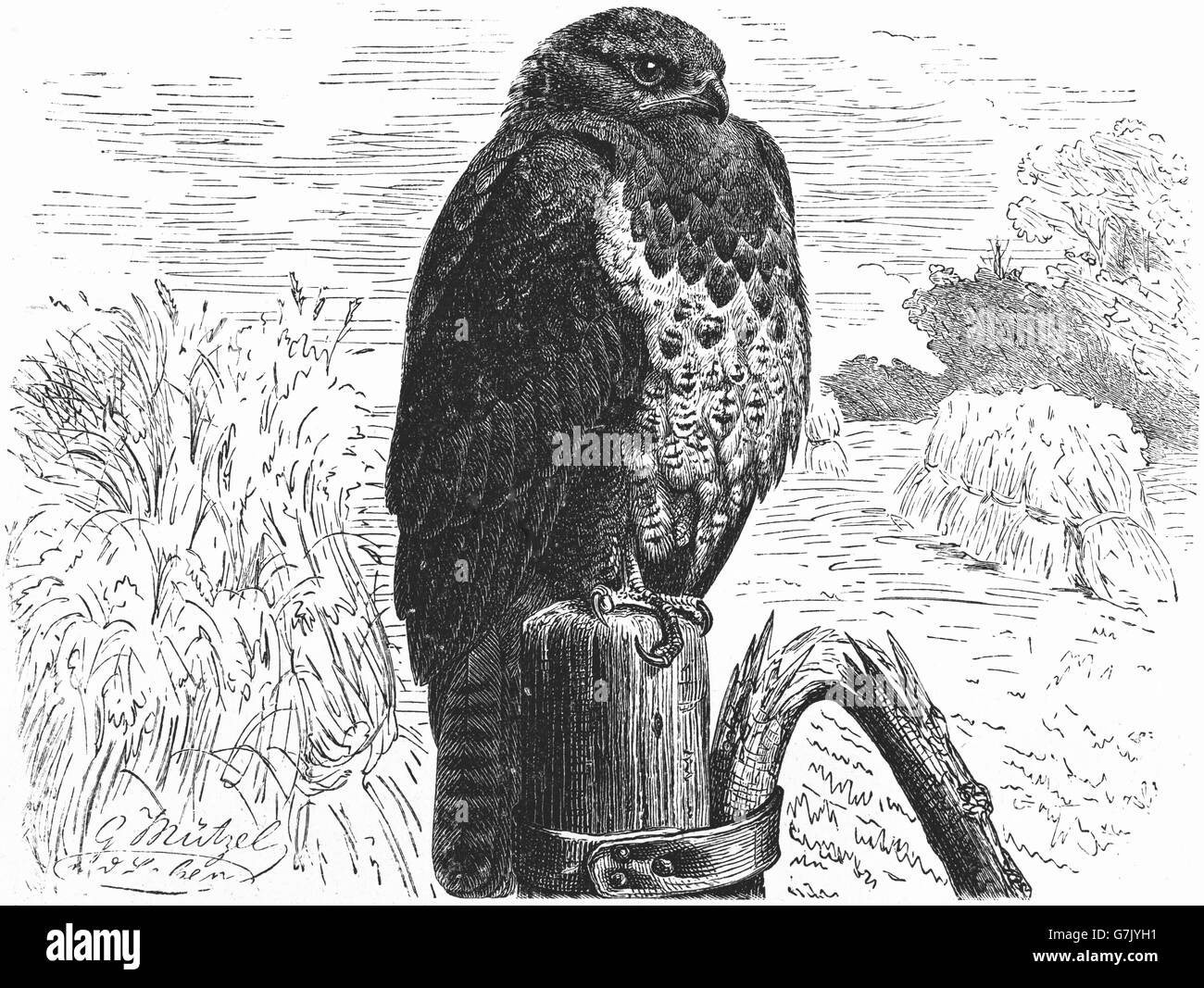 Buse variable, Buteo buteo, illustration de livre daté 1904 Banque D'Images
