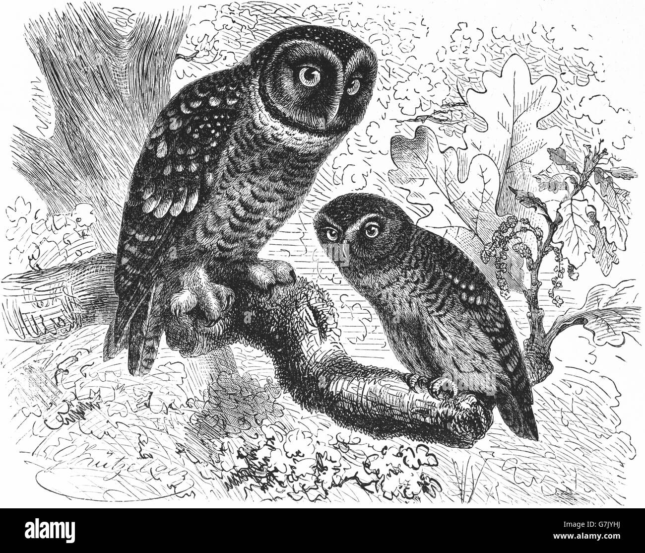 La nyctale boréale, Aegolius funereus, et l'Eurasie, chouette naine Glaucidium passerinum, illustration de livre daté 1904 Banque D'Images