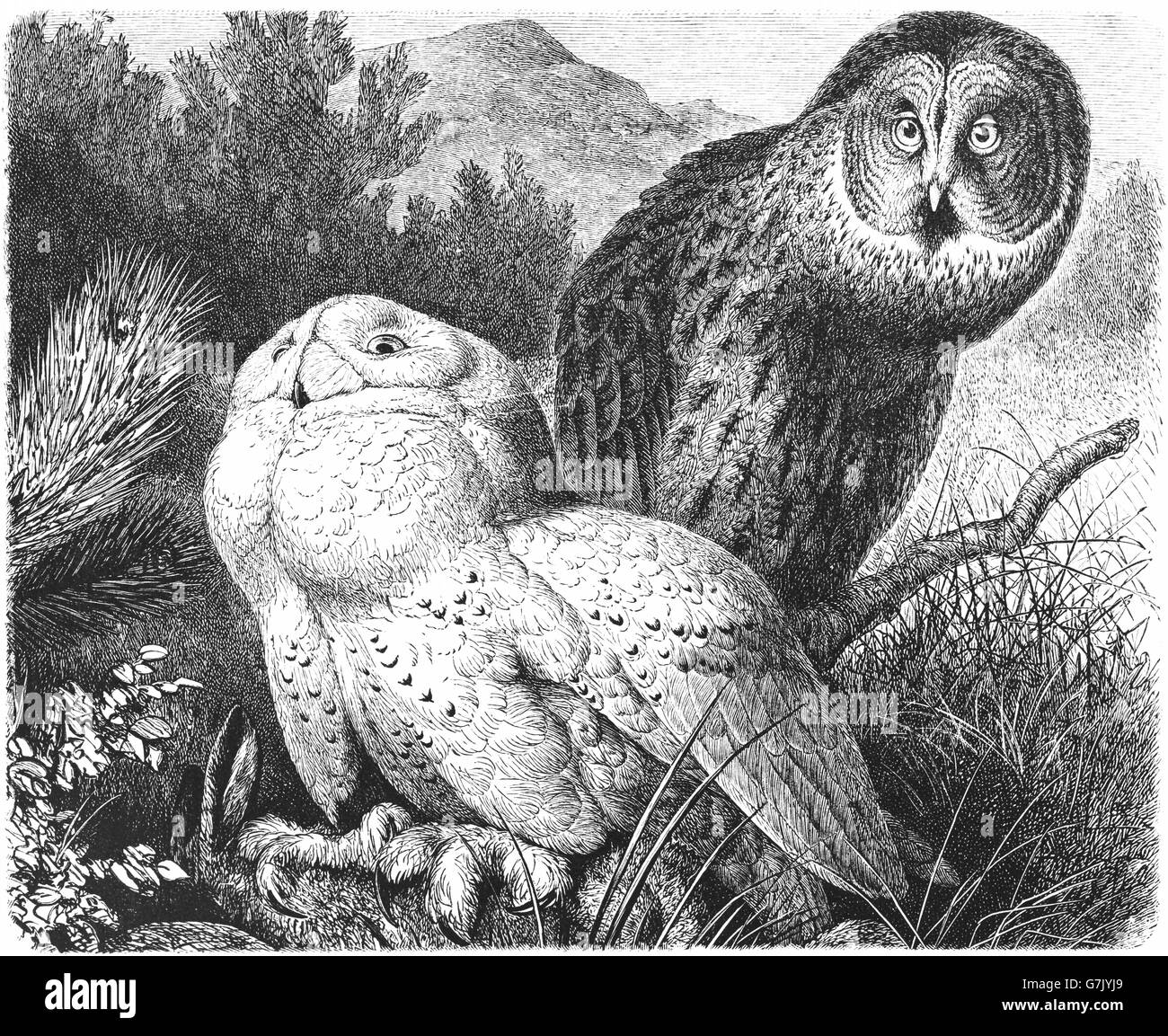 Bubo scandiacus Snowy Owl, et la chouette lapone Strix nebulosa, illustration de livre, datée du 1904 Banque D'Images