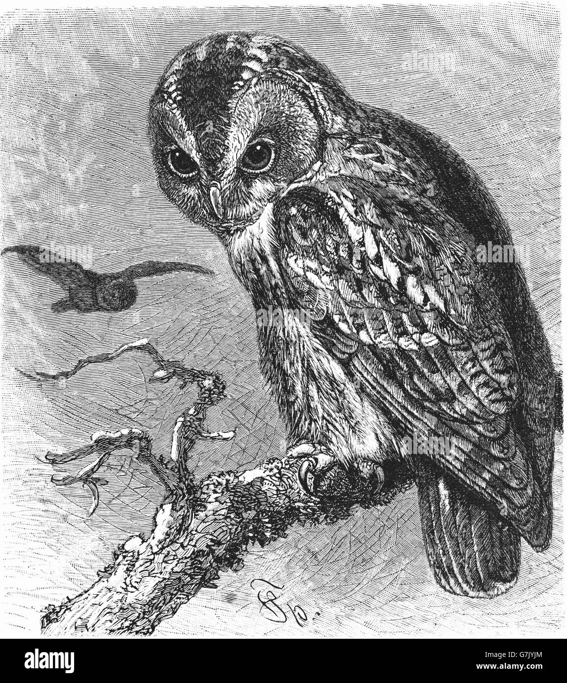 Chouette hulotte, Brown Owl Strix Aluco enr, illustration de livre, datée du 1904 Banque D'Images