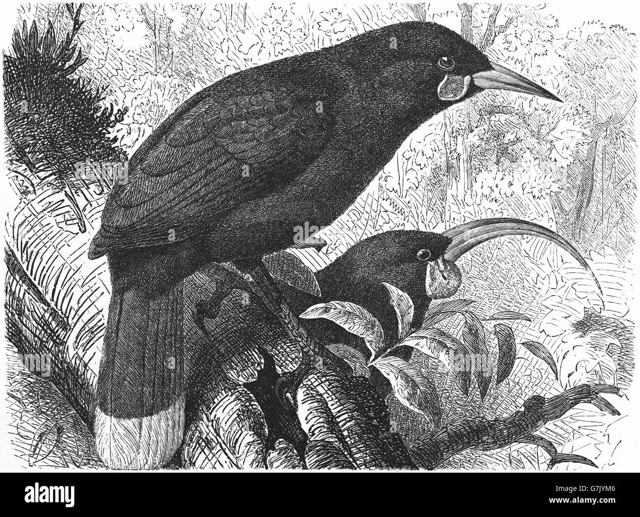 Huia Heteralocha acutirostris, illustration de livre, datée du 1904 Banque D'Images