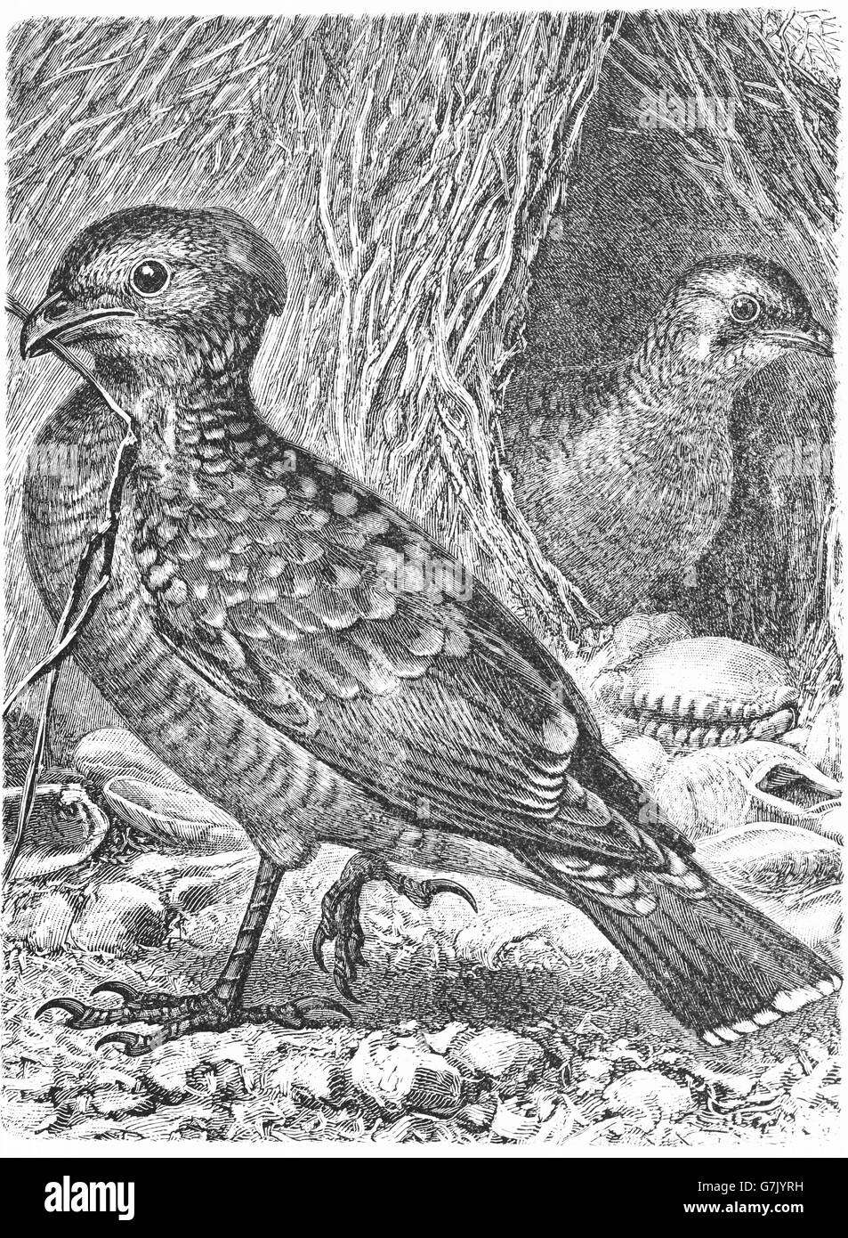 Oiseau repéré, Ptilonorynchus maculatus, Chlamydera maculata, illustration de livre daté 1904 Banque D'Images