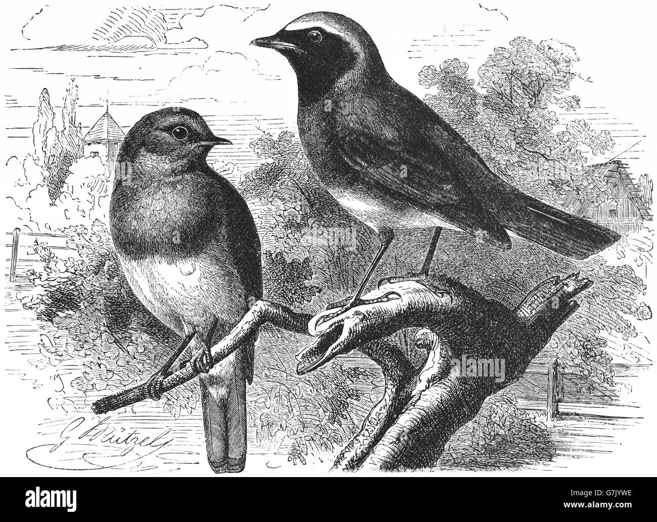 Robin européen, Erithacus rubecula aux abords et commun paruline flamboyante, Phoenicurus phoenicurus, illustration de livre daté 1904 Banque D'Images