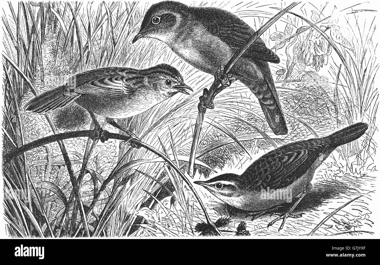 Phragmite des joncs Acrocephalus schoenobaenus, la paruline Cetti,, Cettia cetti cisticole, zitting juncidis Cisticole, cursitans Banque D'Images