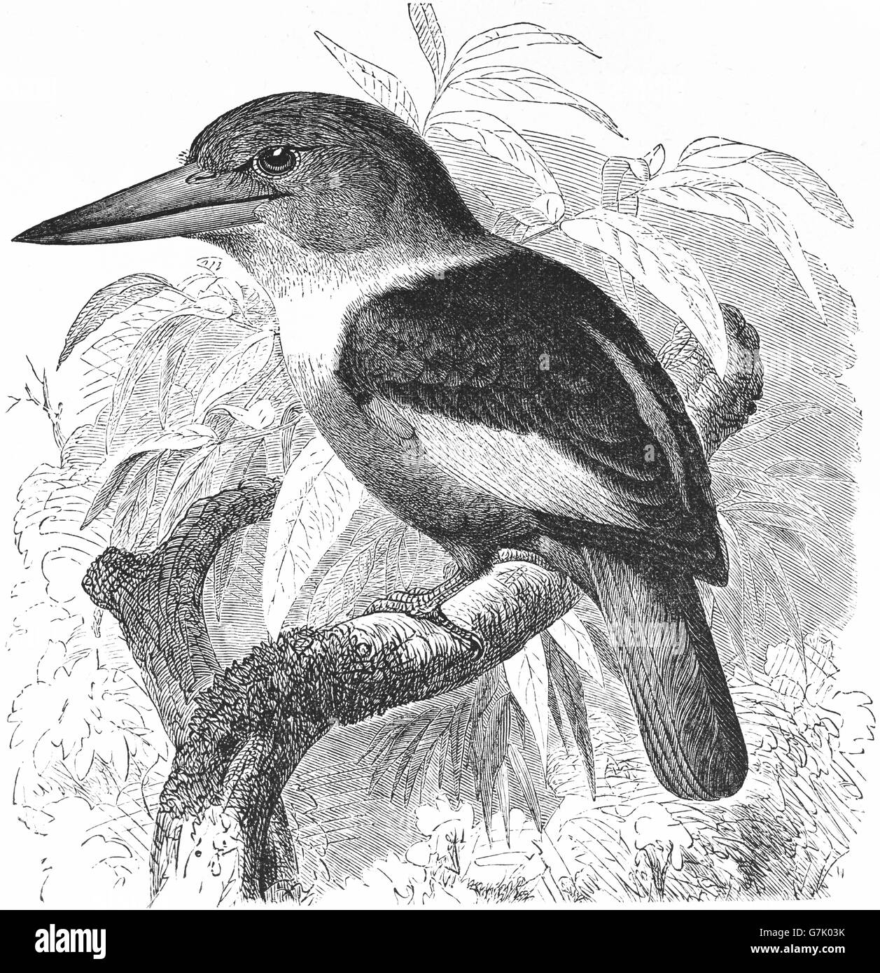 Woodland kingfisher, Halcyon senegalensis, illustration de livre daté 1904 Banque D'Images