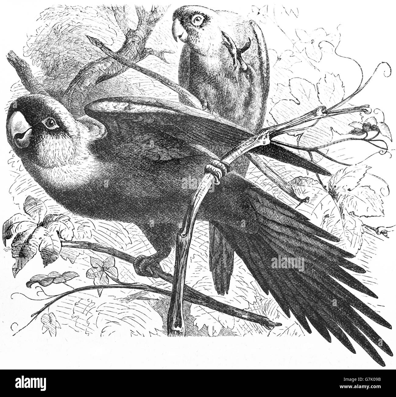Conure de Caroline, Conuropsis carolinensis, conure de Caroline, illustration de livre en date du 1904 Banque D'Images