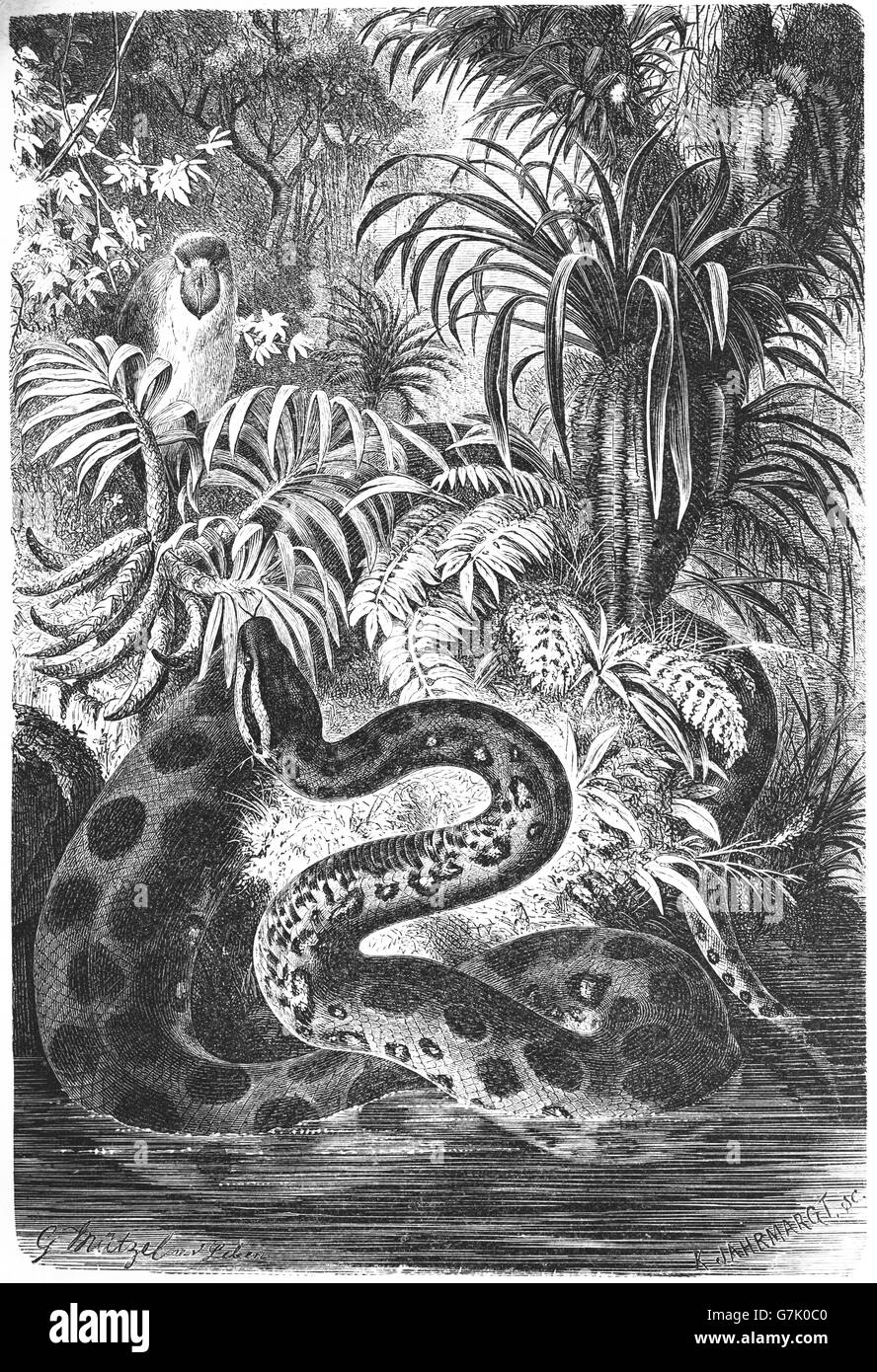 Anaconda vert, Eunectes murinus, Anaconda, boa de l'eau commune, illustration de livre daté 1904 Banque D'Images