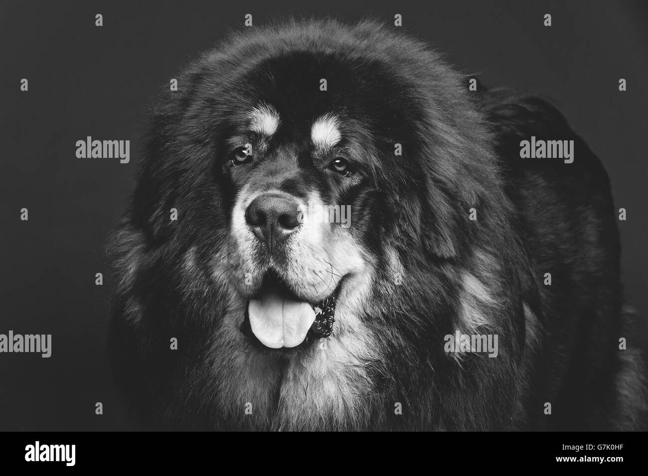 Beau grand chien de mastiff tibétain Banque D'Images