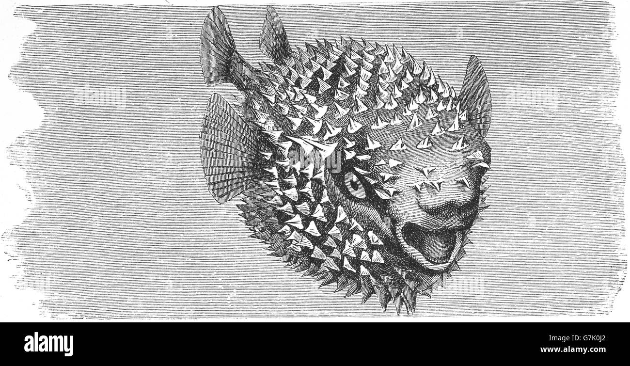 Spot-fin porcs-épics, Diodon hystrix, illustration de livre daté 1904 Banque D'Images