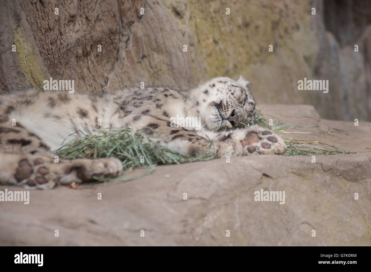 Snow Leopard dormir confortablement sur les rochers. Banque D'Images