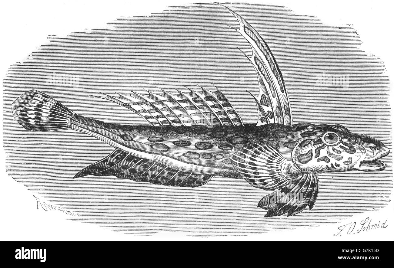 Callionymus lyra, dragonet commun, océan Atlantique, illustration de livre daté 1904 Banque D'Images