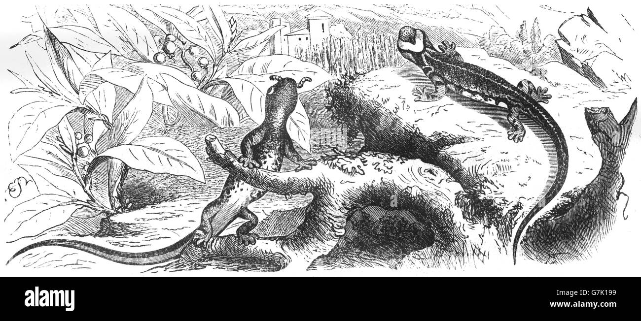 Salamandrina terdigitata, salamandre à lunettes, amphibien, illustration tirée du livre 1904 Banque D'Images