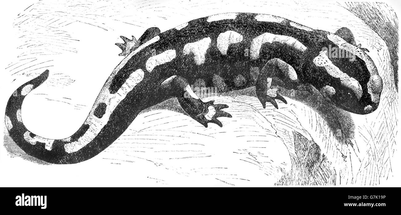 Salamandra salamandra salamandre, feu, illustration de livre en date du 1904 Banque D'Images