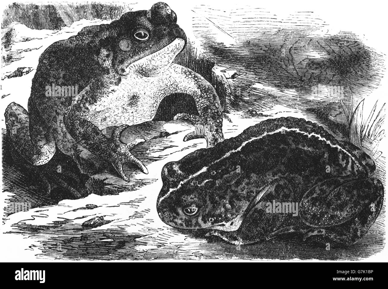 Crapaud commun, Bufo bufo Crapaud européen et crapaud calamite (Bufo calamita, illustration de livre daté 1904 Banque D'Images