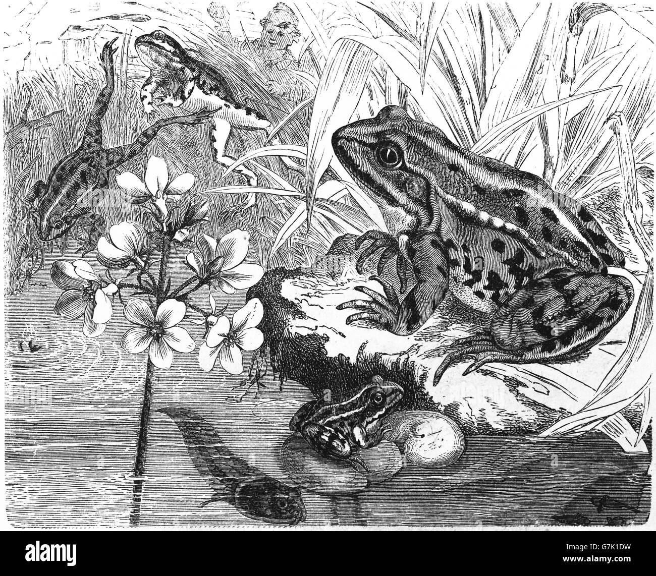 Grenouille comestible, Pelophylax esculentus, Rana esculenta, illustration de livre daté 1904 Banque D'Images