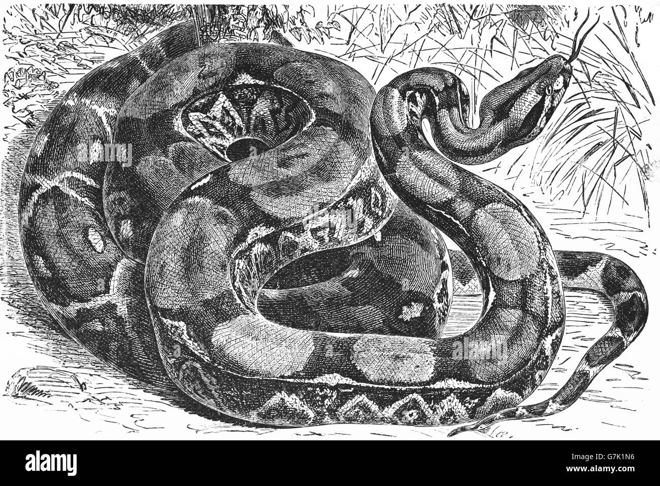Boa constricteur, boa à queue rouge, illustration de livre daté 1904 Banque D'Images