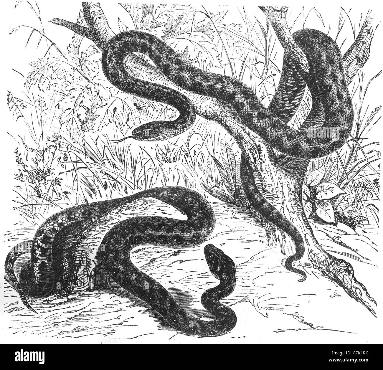 Serpent Natrix tessellata, dés et Viperine Natrix maura, la couleuvre d'eau, de l'illustration de livre en date du 1904 Banque D'Images