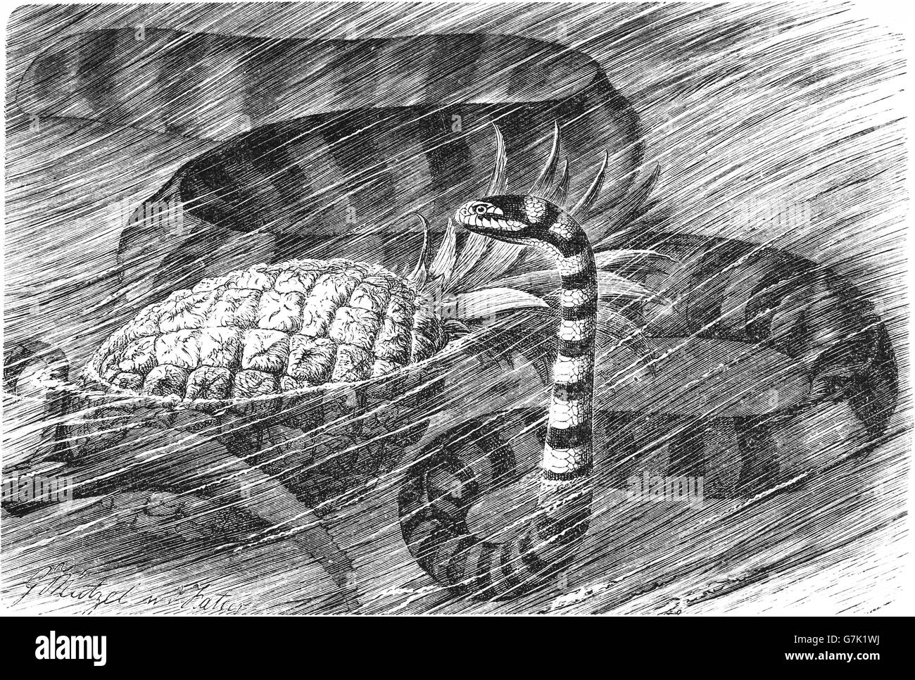 Blue-lipped sea krait, Laticauda laticaudata, serpent de mer, illustration de livre daté 1904 Banque D'Images