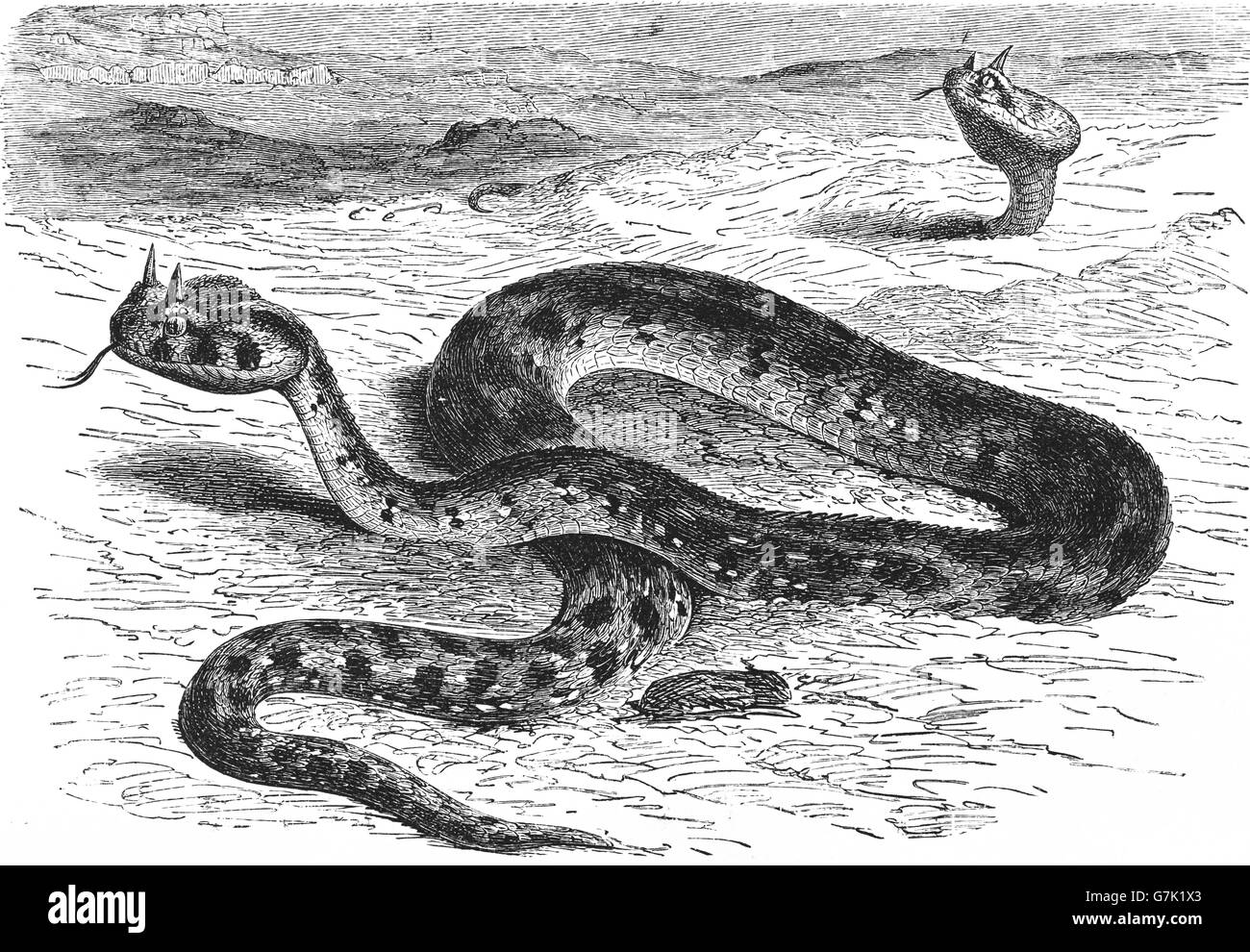 Vipère à cornes du Sahara, désert, vipère à cornes Cerastes cerastes, illustration de livre daté 1904 Banque D'Images