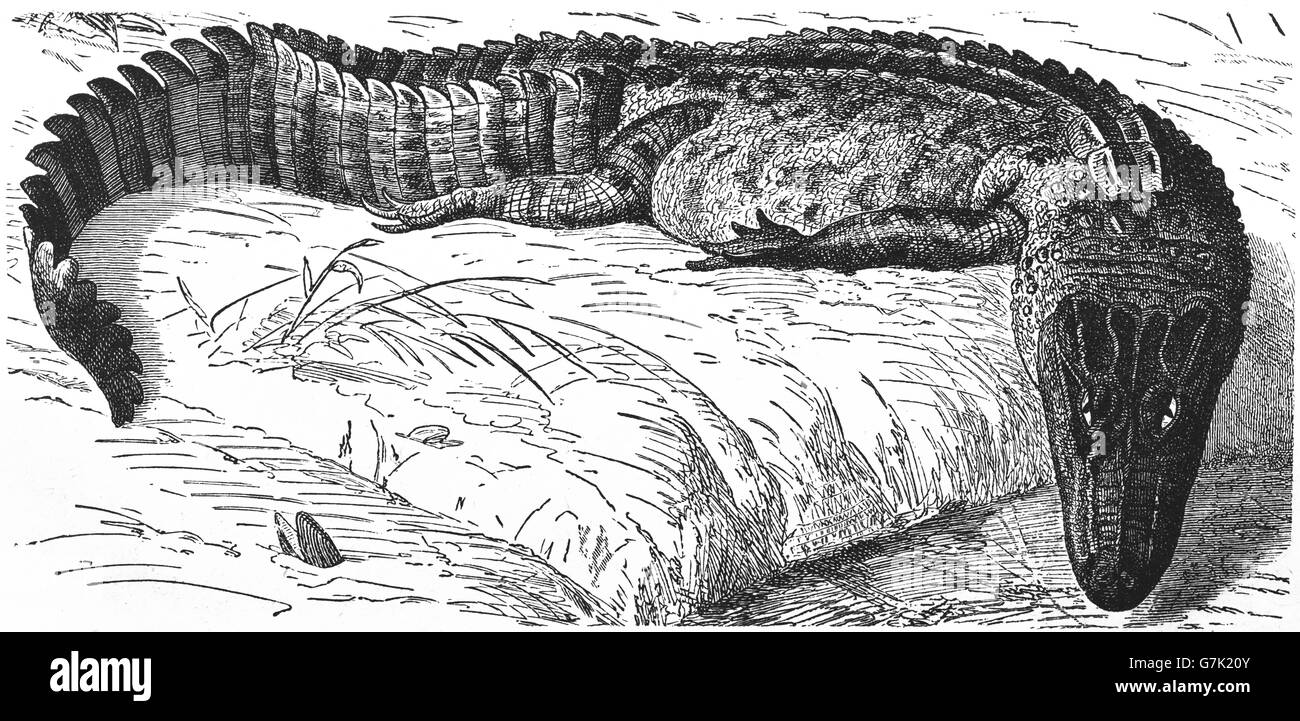 Alligator Alligator mississippiensis, Gator, illustration de livre, datée du 1904 Banque D'Images
