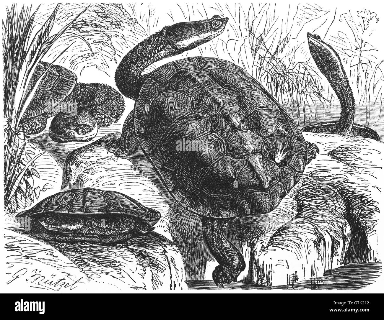 Tortue serpent d'Argentine, d'Amérique du Sud tortue serpent, Hydromedusa tectifera, illustration de livre daté 1904 Banque D'Images
