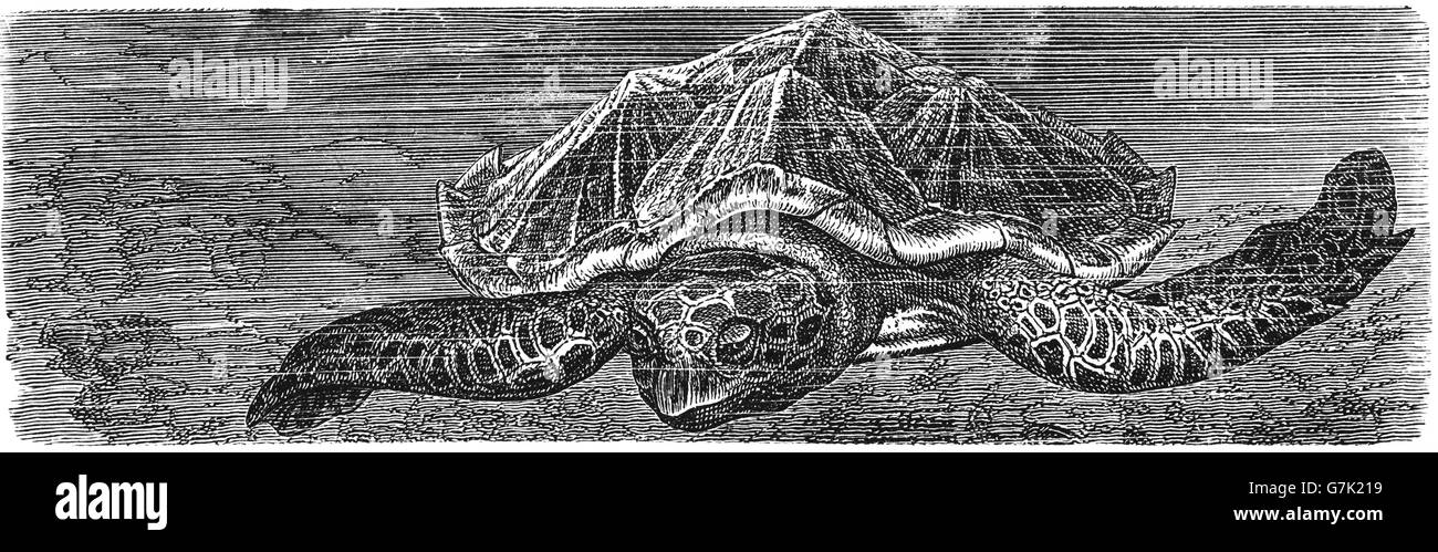 La tortue caouanne, Caretta caretta, Oceanic, marine, illustration de livre daté 1904 Banque D'Images