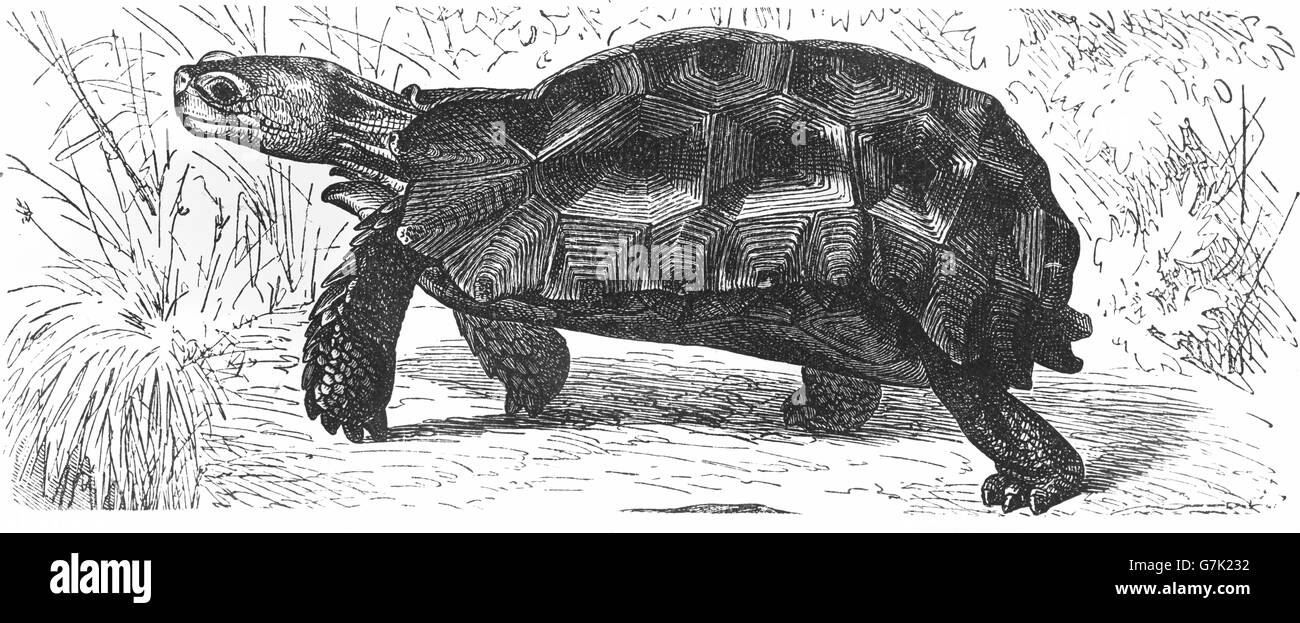 À pieds jaunes, tortue, tortue géant brésilien Chelonoidis denticulata, illustration de livre daté 1904 Banque D'Images