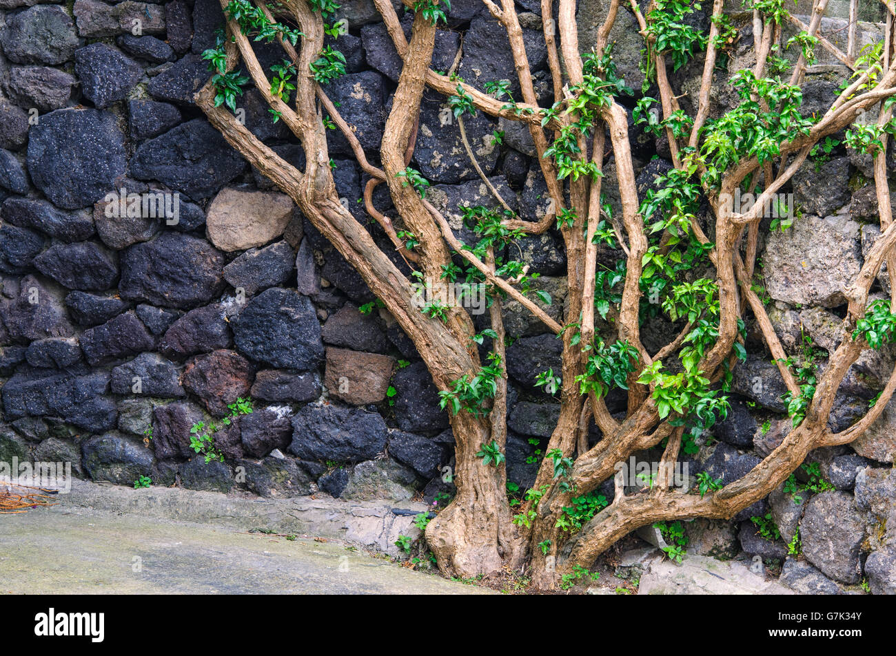 Mur de pierre avec des branches et feuilles vertes Banque D'Images