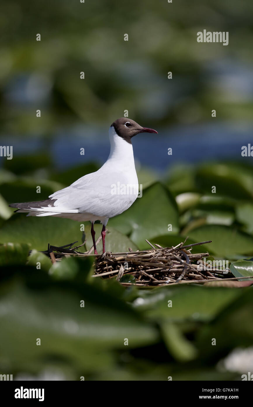 Mouette rieuse, Larus ridibundus, seul oiseau sur son nid, Roumanie, Juin 2016 Banque D'Images