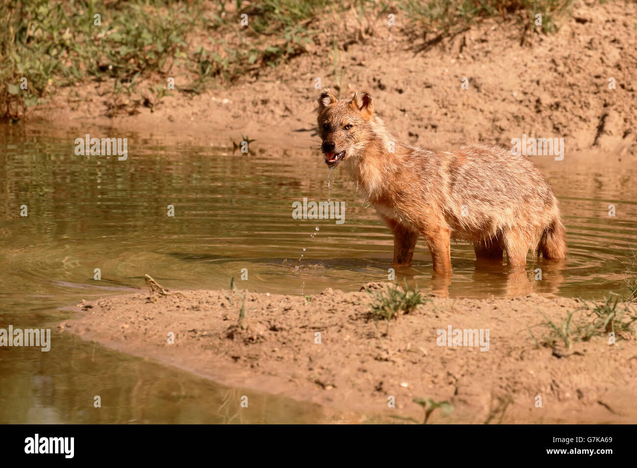Le Chacal Canis aureus, européen, moreoticus mammifère unique dans l'eau, Roumanie, Juin 2016 Banque D'Images