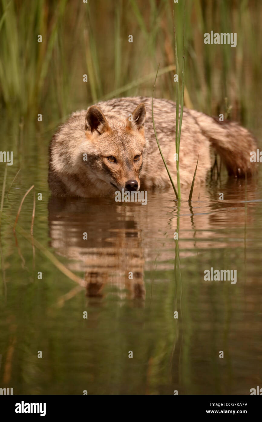 Le Chacal Canis aureus, européen, moreoticus mammifère unique dans l'eau, Roumanie, Juin 2016 Banque D'Images