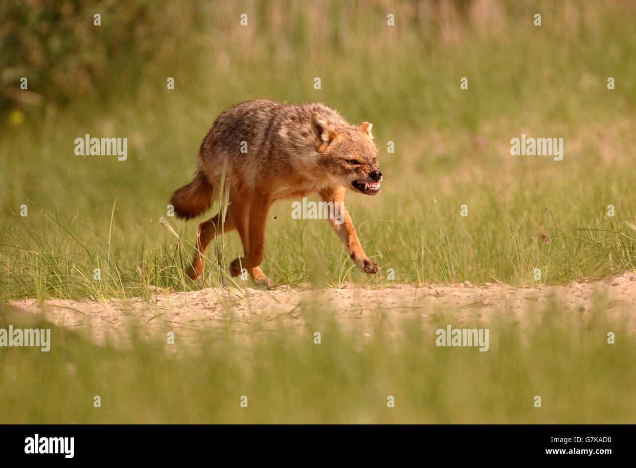 Chacal européen, Canis aureus moreoticus, seul mammifère de l'herbe, Roumanie, Juin 2016 Banque D'Images