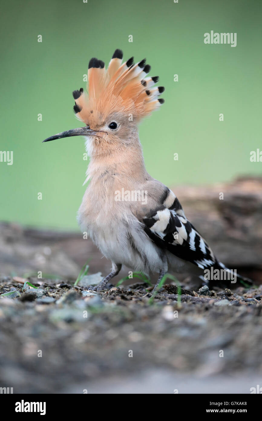 Huppe fasciée, Upupa epops, seul oiseau au sol, Roumanie, Juin 2016 Banque D'Images