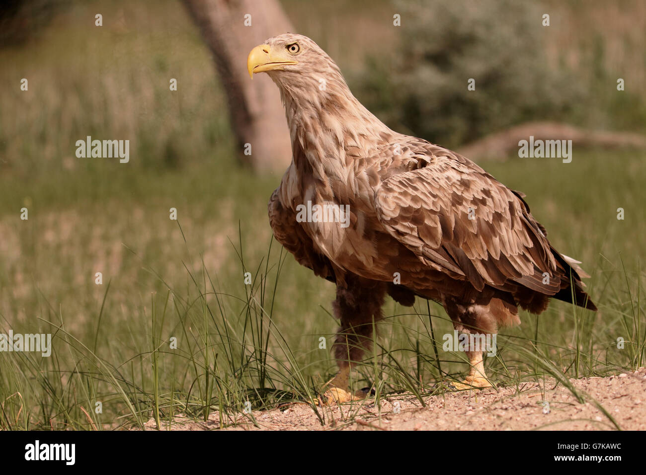 La mer à queue blanche (Haliaeetus albicilla), l'aigle, oiseau seul sur l'herbe, Roumanie, Juin 2016 Banque D'Images