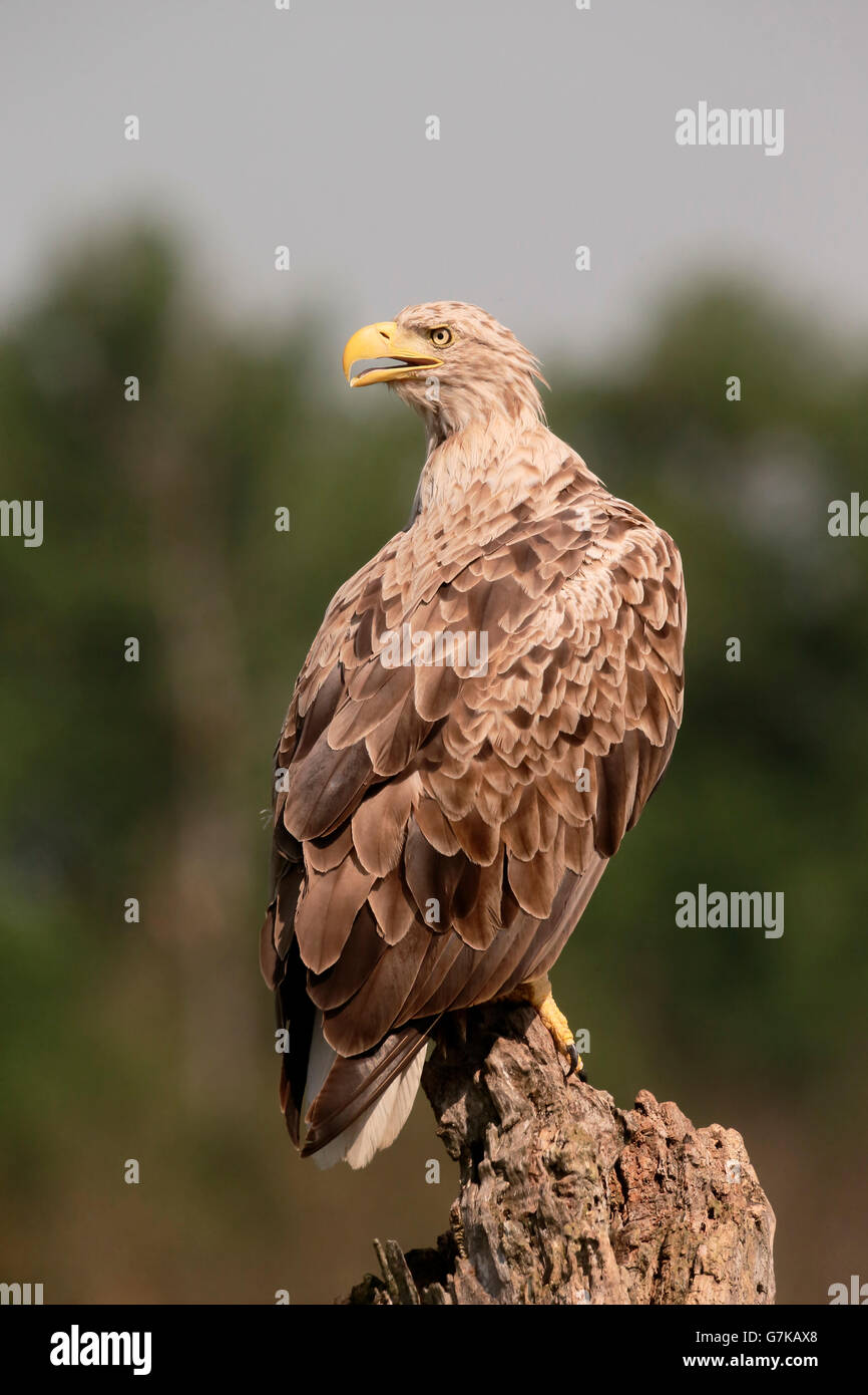 Le cerf, l'aigle de mer Haliaeetus albicilla, seul oiseau sur l'arbre, Roumanie, Juin 2016 Banque D'Images