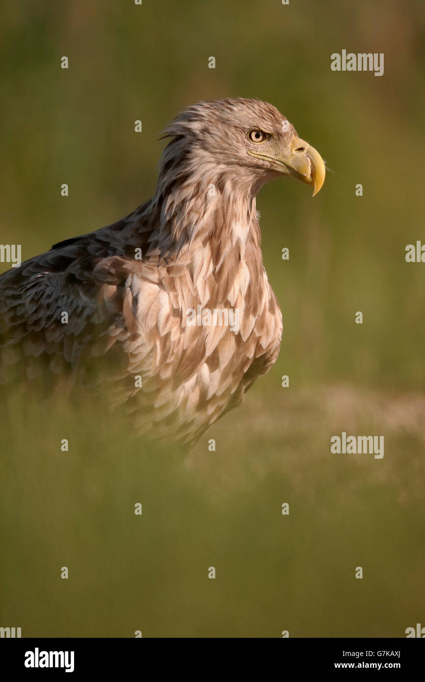 La mer à queue blanche (Haliaeetus albicilla), l'aigle, oiseau seul sur l'herbe, Roumanie, Juin 2016 Banque D'Images