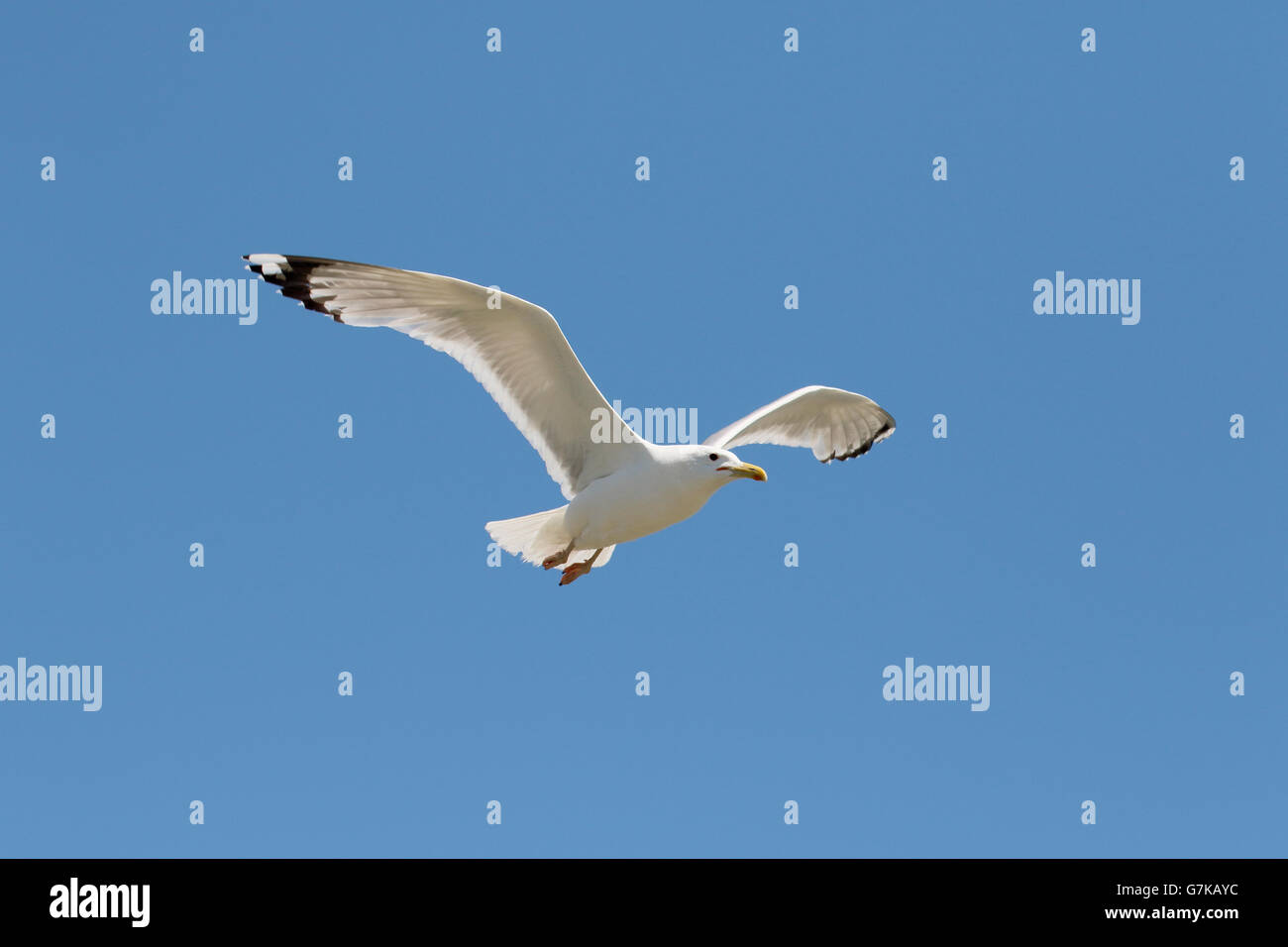 Yellow-legged Gull (Larus michahellis, seul oiseau en vol, Roumanie, Juin 2016 Banque D'Images